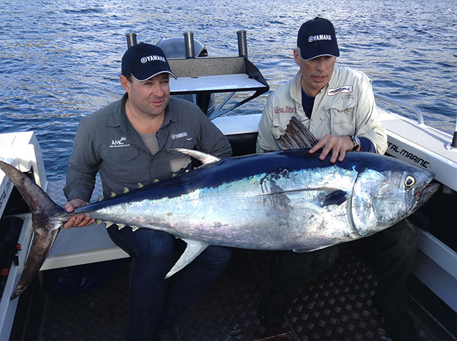 ANGLER: Nick Duigan SPECIES: Southern Bluefin Tuna WEIGHT: 80 kgs LURE: JB Lures, Little Dingo
